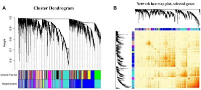 Identification of the Key Pathways and Genes in Hypoxia Pulmonary Arterial Hypertension Following Intrauterine Growth Retardation